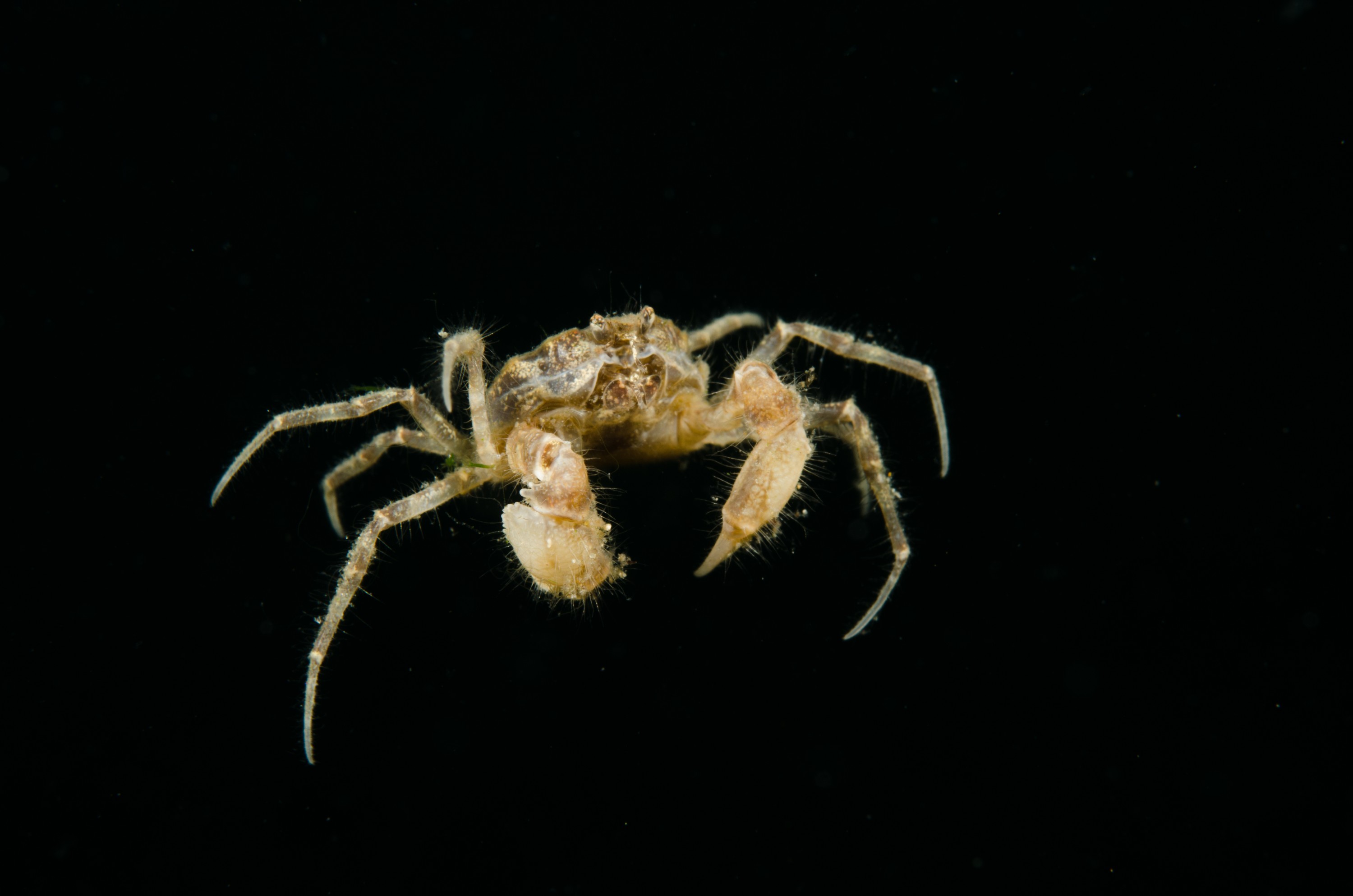 DSC_0959 – Amarnius lacustris, Crab, Northland NZ., crispin, freshwater, new, northland, nz, zealand, JAN17